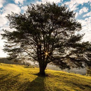 image : epnll-auto-hypnose-guidée-audio-mp3-l-arbre-renforcement-de-estime-de-soi-ecole-de-pnl-de-lausanne