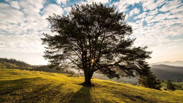 image : epnll-auto-hypnose-guidée-audio-mp3-l-arbre-renforcement-de-estime-de-soi-ecole-de-pnl-de-lausanne